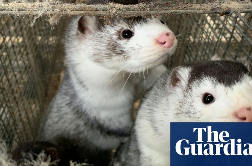  Mink-related Covid strains found in 214 people since June, Danish scientists say