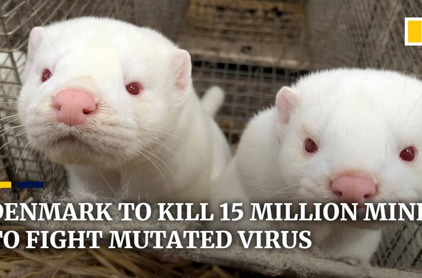  Denmark to cull all 15 million minks on fur farms to contain spread of mutated coronavirus