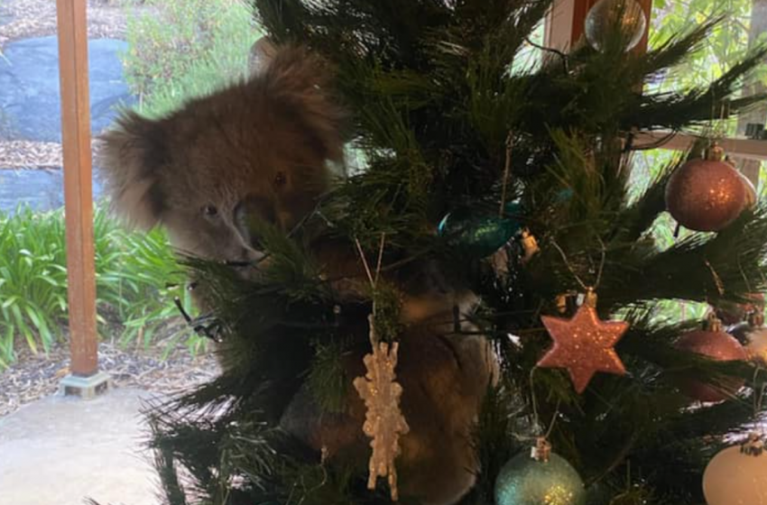  Australian family returns home to find koala in their Christmas tree