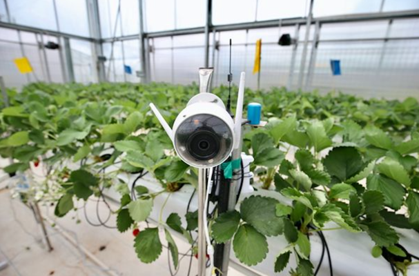 Why Alibaba rival Pinduoduo is investing in agritech