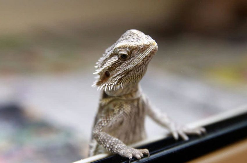  The Terrifying Reason We’re Talking About Lizard Squad Again