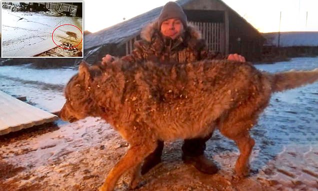  Brave Russian farmer strangled rampaging wolf to death