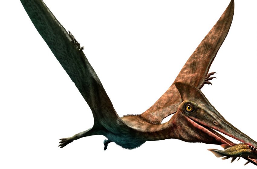  Researchers Say the Largest Flying Creature in History Had a Neck Longer Than a Giraffe’s