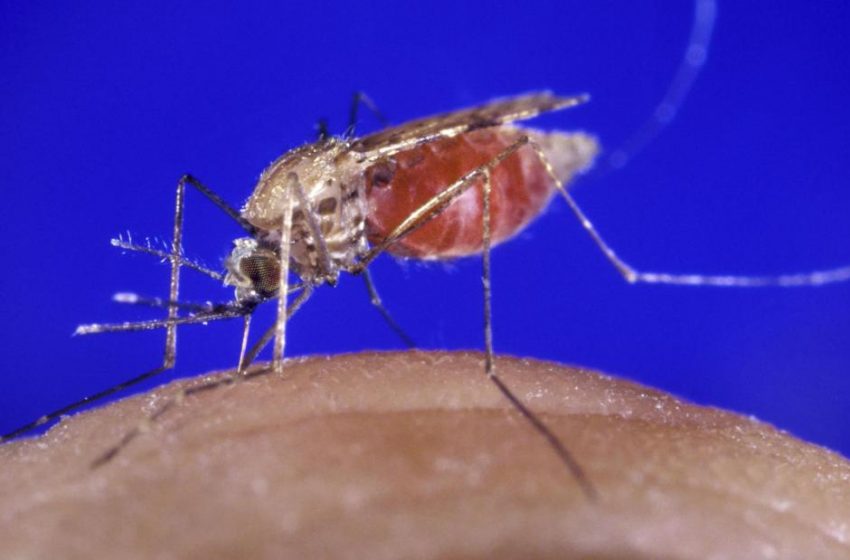  Breakthrough as highly effective malaria vaccine raises hopes of controlling disease