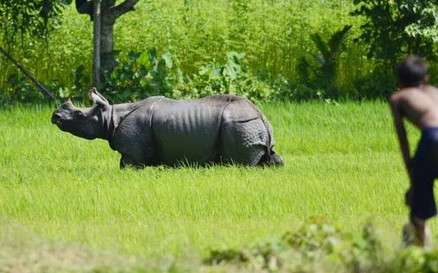  How wildlife trade features in the day-to-day politics of Assam
