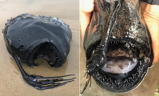  Monster from the deep! Anglerfish with a lifeless glaze and pointed teeth washes on California beach