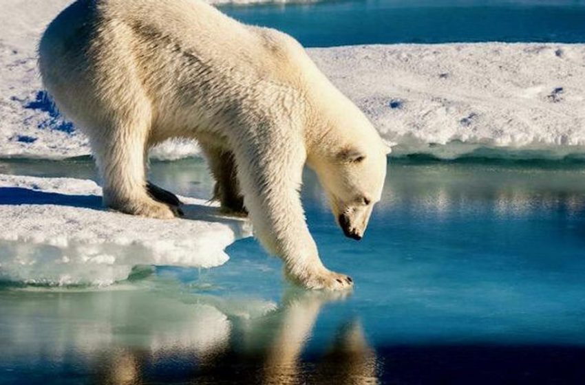  ‘Problematic’ Greenland polar bear may be shot