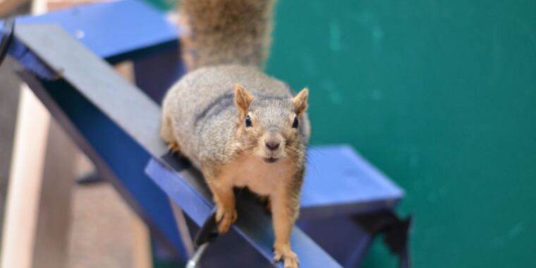  Squirrels show off killer parkour moves as they leap from branch to branch