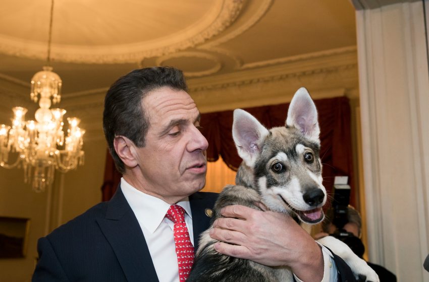  Cuomo’s dog Captain left at mansion after governor departed