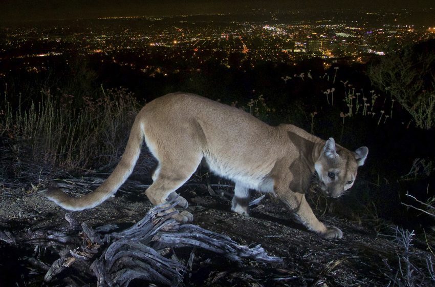  California mom saves son, 5, from mountain lion attack using her ‘bare hands’
