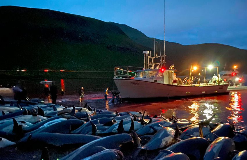  1,400 Dolphins Were Killed in Faroe Islands. Even Hunting Supporters Were Upset.