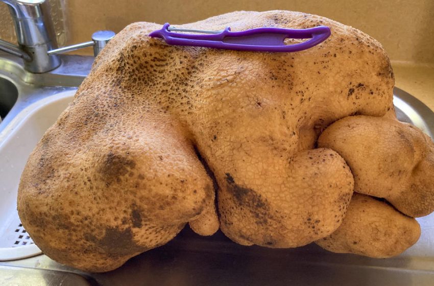  A potato named Doug may be the largest ever unearthed
