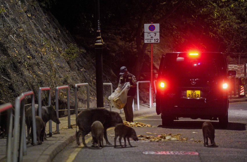  Hong Kong declares wild boars fair game after animal attacks