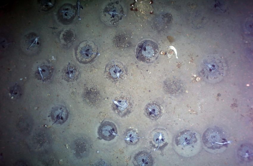  “Spectacular Discovery” in Antarctica: Massive Icefish Breeding Colony With 60 Million Nests