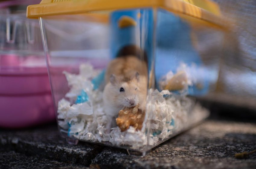  Why Pet Hamsters Are the Latest Suspect in Coronavirus Outbreaks