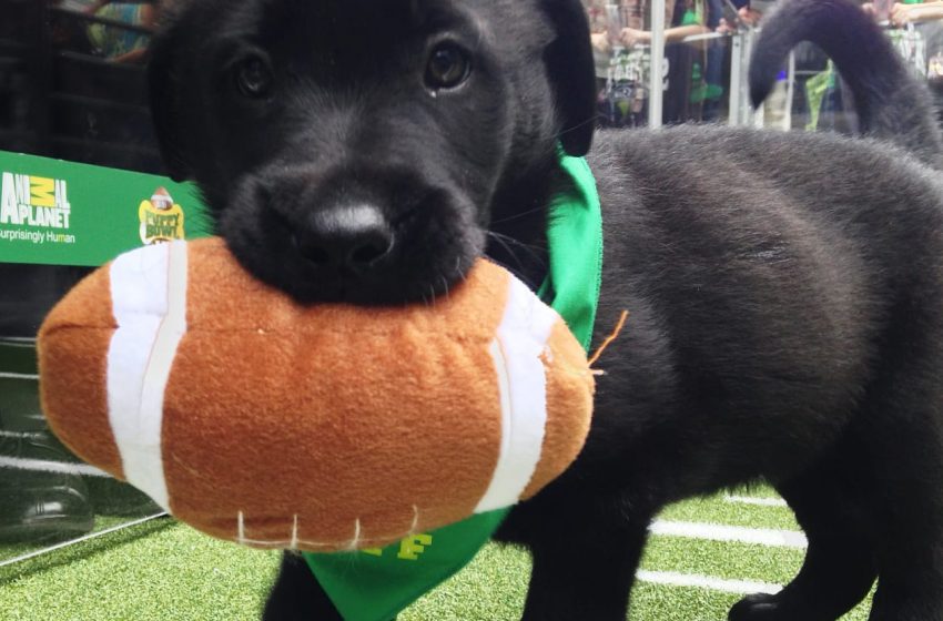  Team Fluff Snatches Ulti-Mutt Victory at 2022 Puppy Bowl