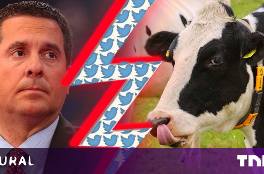  Trump’s censorship czar for TRUTH social media once sued a cow over Twitter beef