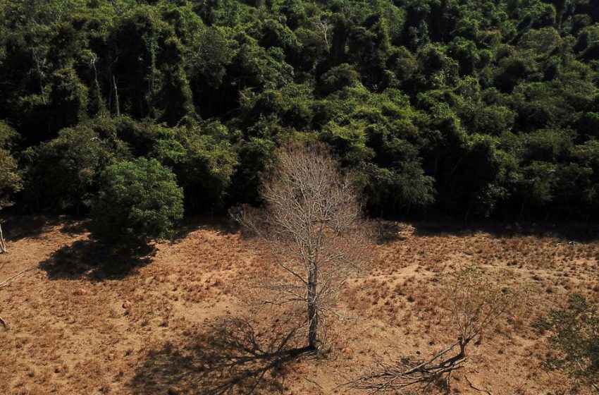 Brazil scientists warn of possible election-year spike in deforestation