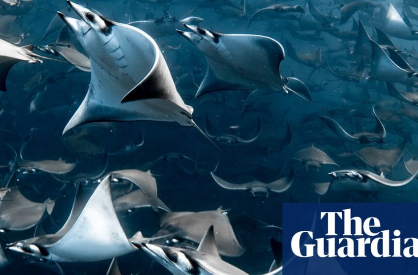  UN ocean treaty is ‘once in a lifetime’ chance to protect the high seas