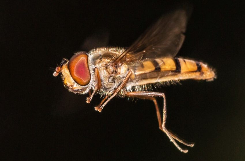  Hoverfly vision circuits radically boost long-distance drone detection