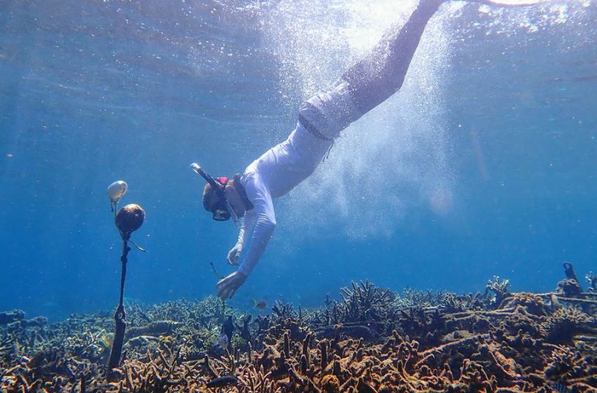  Crackling or desolate?: AI trained to hear coral’s sounds of life