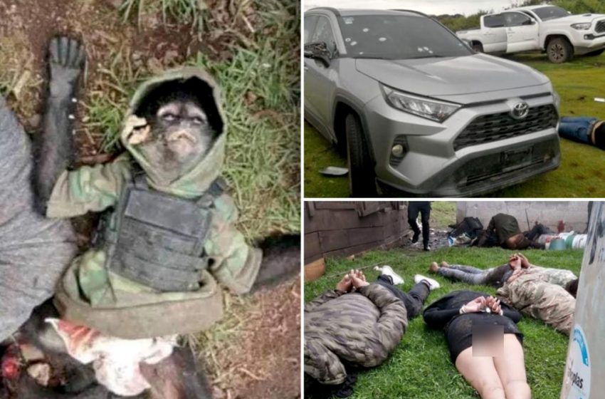  Drug gang’s pet monkey found dead after bloody cartel shootout
