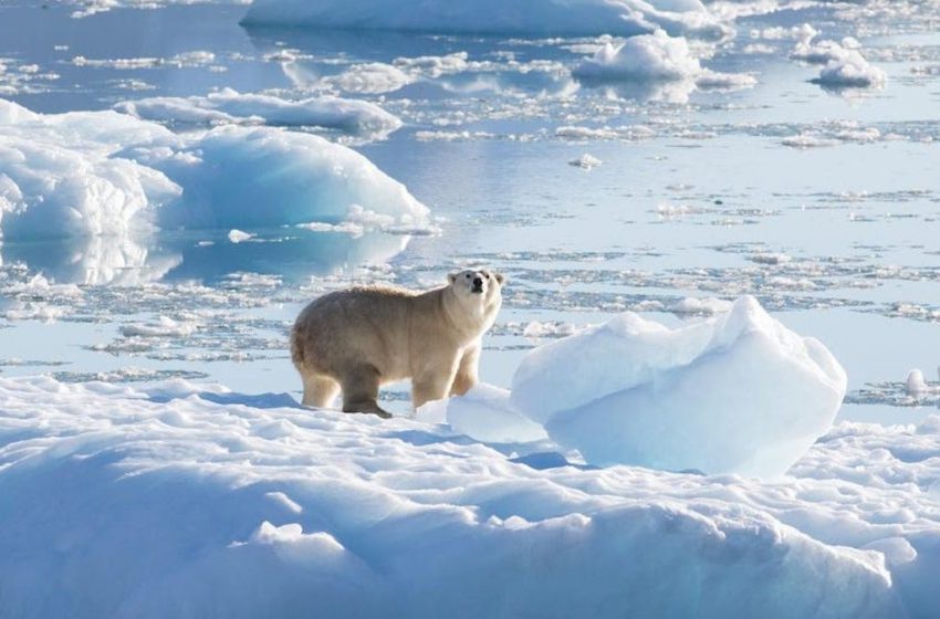  Strange, Isolated Group of Polar Bears Discovered in Greenland
