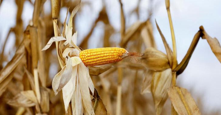  Corteva lawsuit says Bayer, Monsanto violate herbicide-resistant plant patent