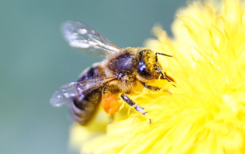 EU backs lower residue limits for bee-harming pesticides