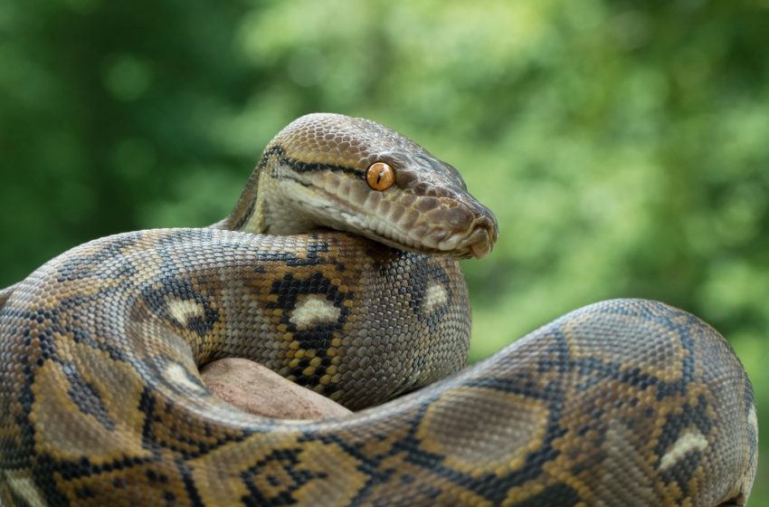  Python snake swallows and kills woman in Indonesia