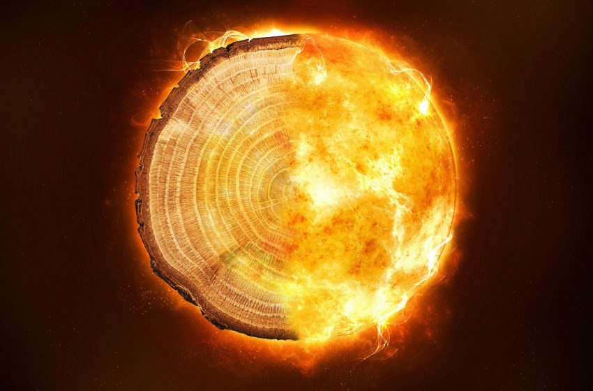  Tree Rings Offer Insight Into Mysterious, Devastating Radiation Storms