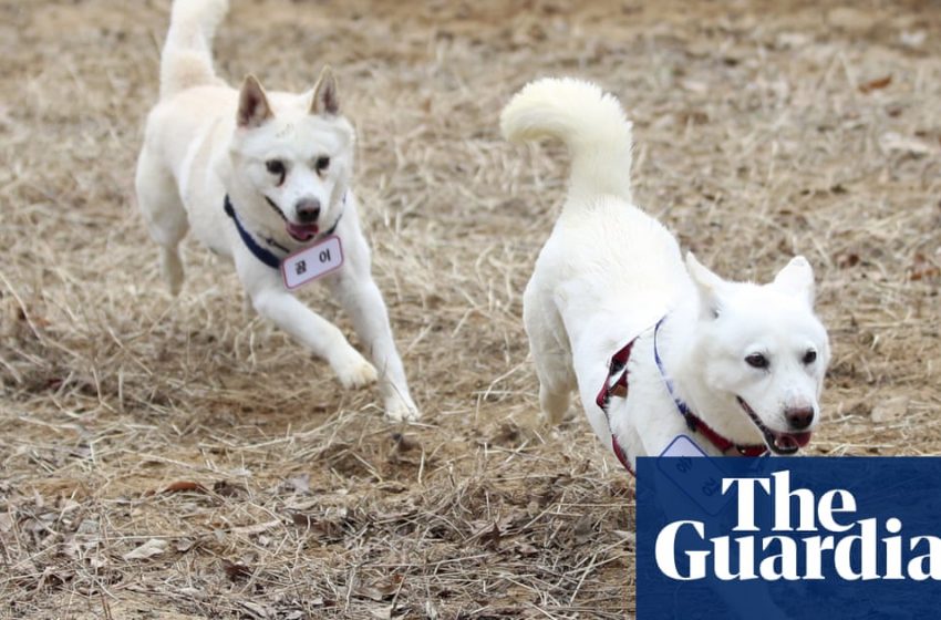  Kim Jong-un dogs end up at South Korean zoo after care costs row