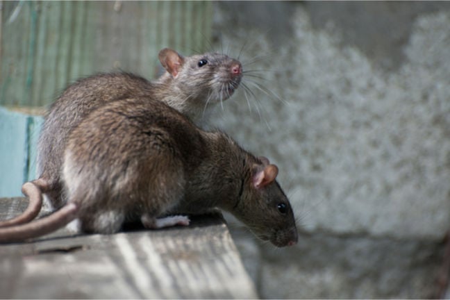  Rentokil is using AI rat recognition to analyze populations in real time