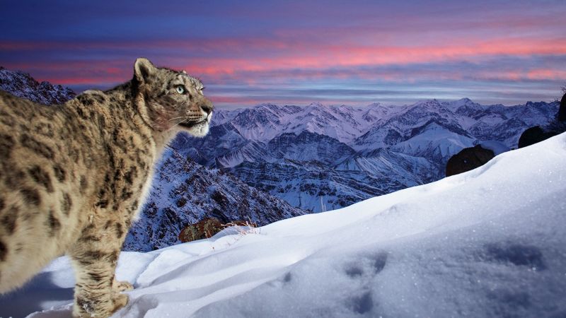  Striking image of a snow leopard wins Wildlife Photographer of the Year People’s Choice Award