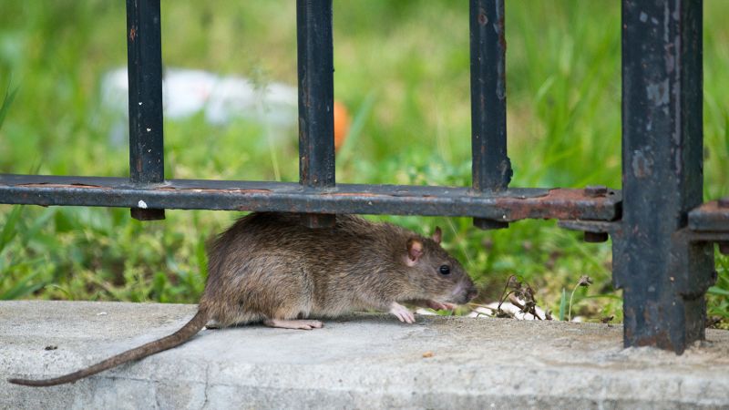  New York City rats can catch the coronavirus that causes Covid-19, study finds