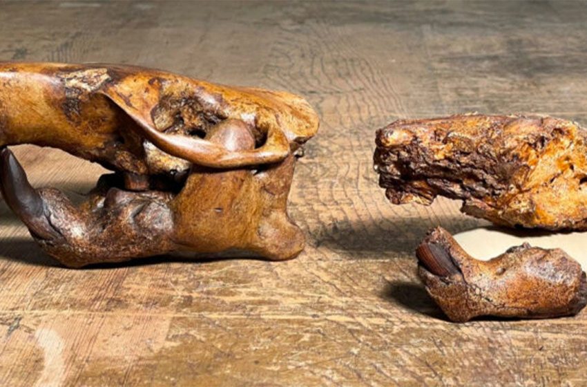  Texas scientists name newly discovered ancient beaver after Buc-ee’s, the state’s wildly popular rest stop