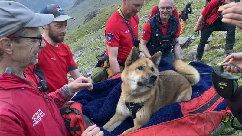  ‘Exhausted’ dog rescued after scaling England’s highest mountain