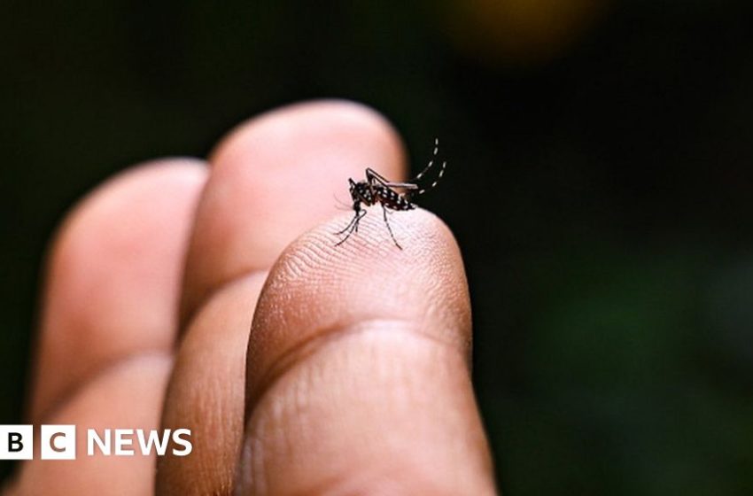  Chikungunya vaccine: US approves first shot against mosquito-borne virus