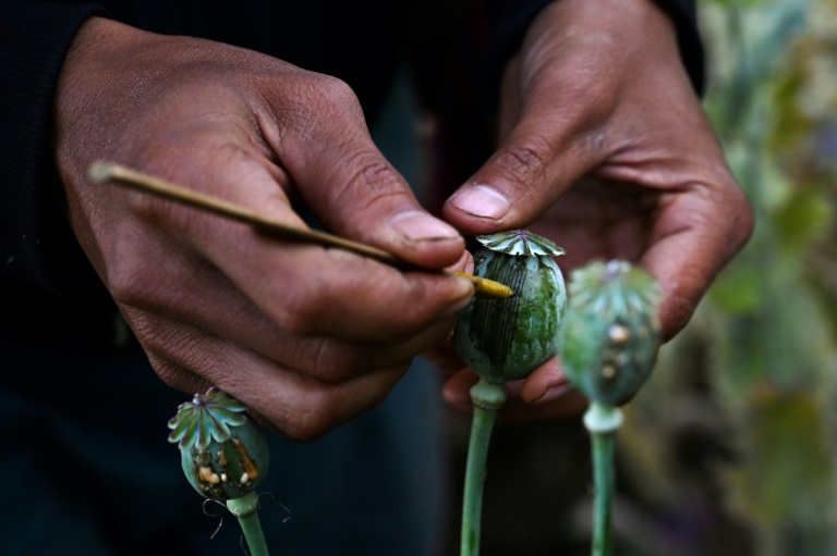  Myanmar overtakes Afghanistan as world’s biggest opium producer: UN