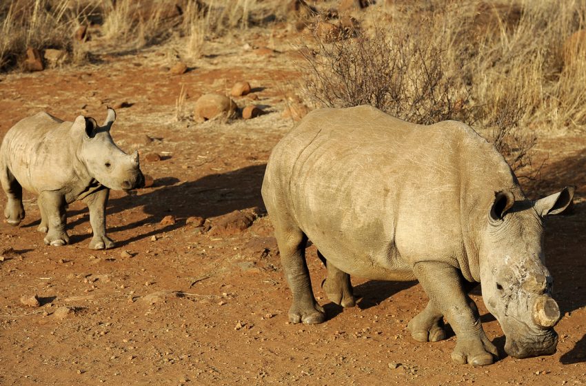  Could lab-grown rhino horns stop poaching? Why we may never know