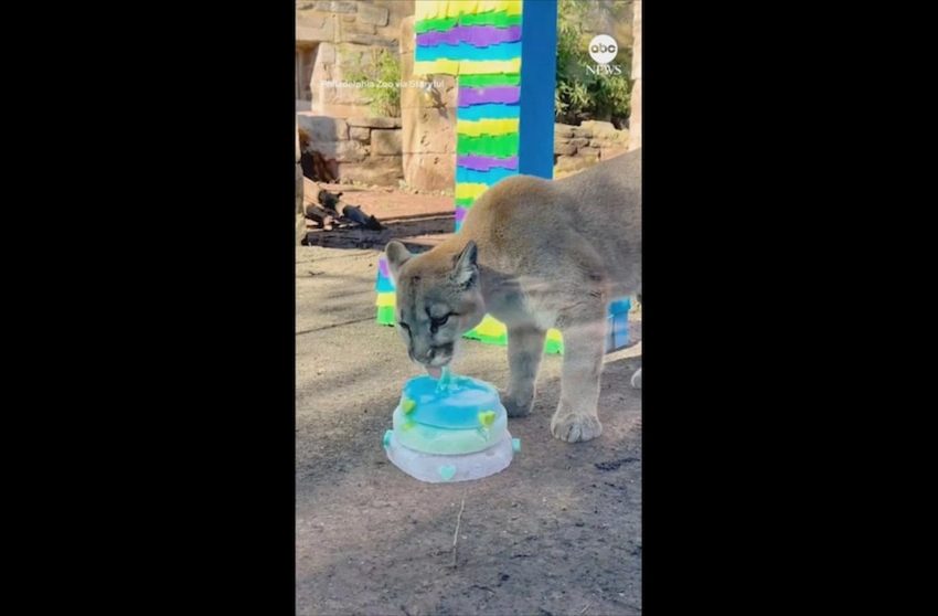  WATCH: Rescued puma cubs celebrate first birthday