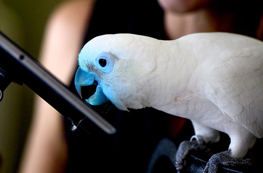  Parrots love playing tablet games. That’s helping researchers understand them